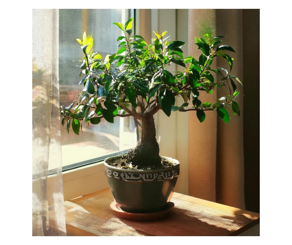 Drzewko herbaciane Fukien - Carmona microphylla - Wysoko 25-30cm - 15cm  - Vivre