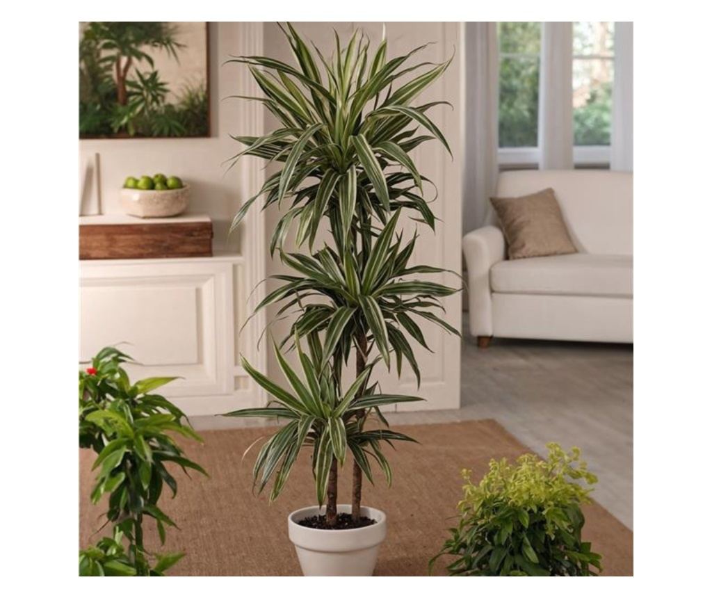 Dracena - 2 buc - Dracaena Deremensis 'Warneckei' - nlime 60-70cm - 17cm