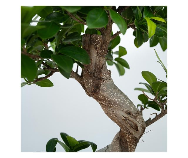 Bonsai - 2 kom. - Ficus microcarpa 'ginseng' - Visina 55-65cm - ⌀20cm