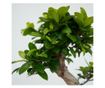 Bonsai - 2 kom. - Ficus microcarpa 'ginseng' - Visina 55-65cm - ⌀20cm