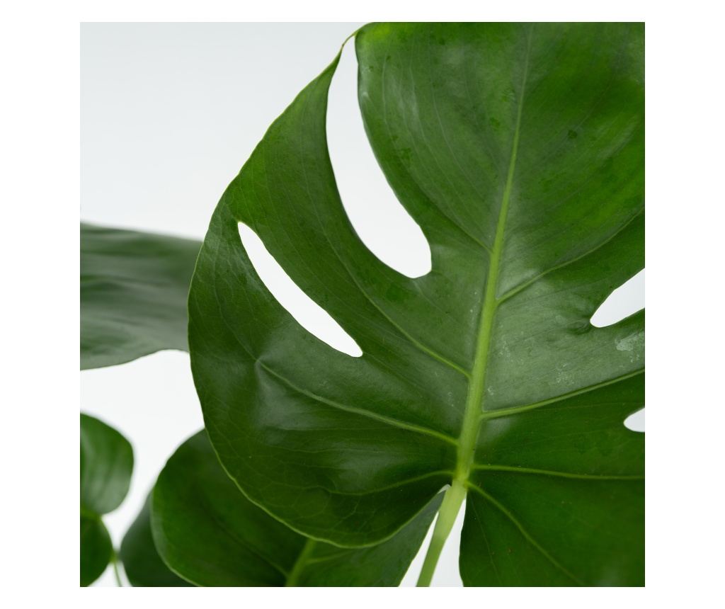 sharoniae philodendron 4