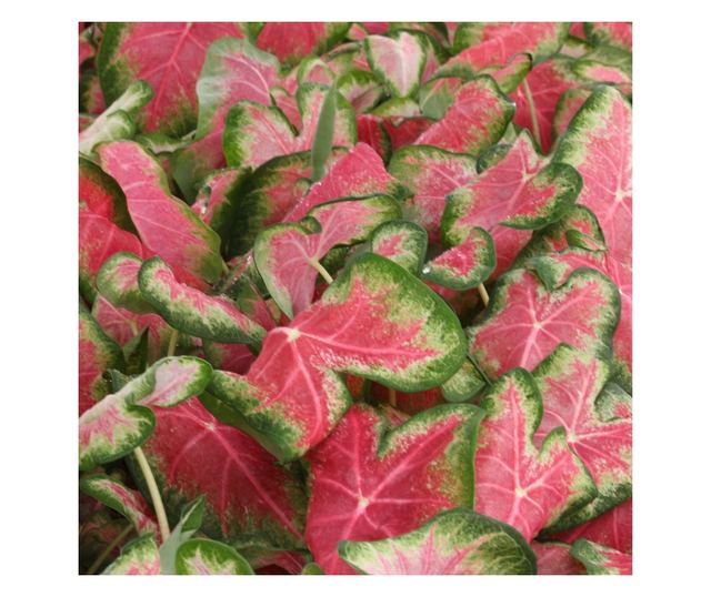 Plante D'intérieur Caladium 'Sweetheart' - Pot 12 Cm, Hauteur 25 Cm - Feuillage Rose Et Vert En Forme De Cœur - 8