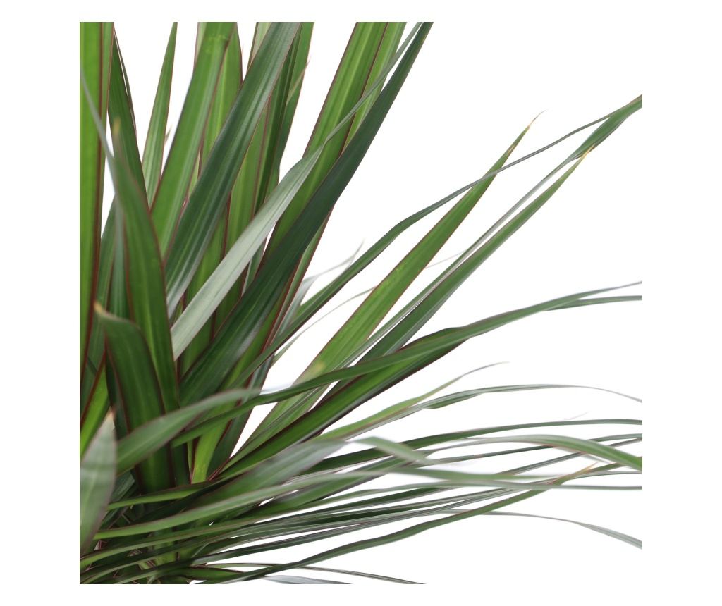 fargesia robusta campbell im kübel Fargesia robusta Campbell kaufen – Bambushecke – Gräserwelten main image 1