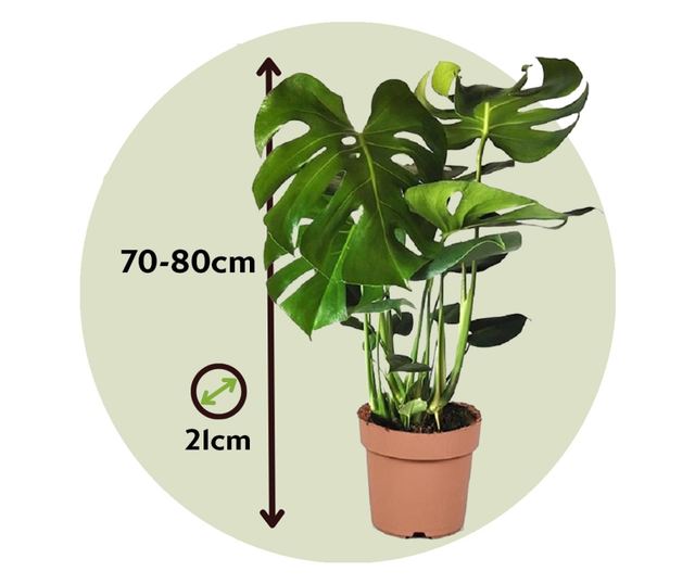 Monstera skvostn - 2 ks. - Monstera deliciosa - Vka 70-80cm - 21cm -  Vivre
