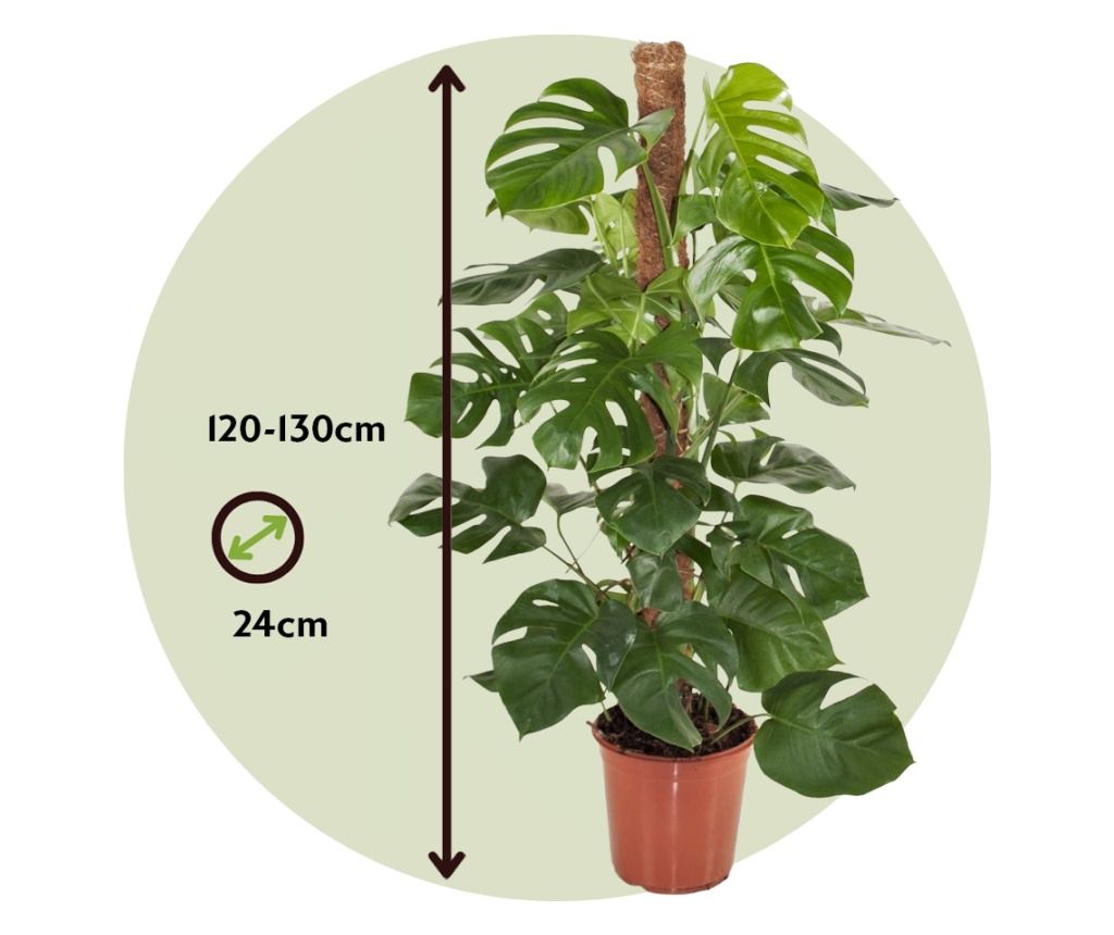Monstera dziurawa - Monstera deliciosa - Wysoko 120-130cm - 24cm - Vivre