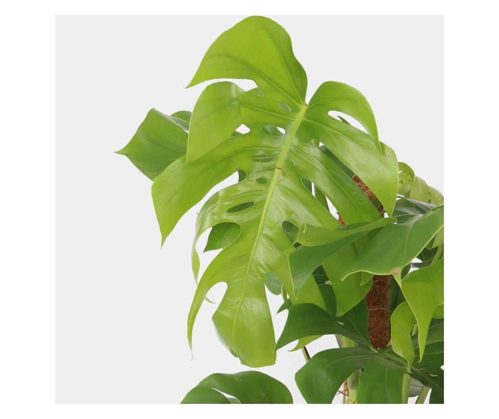 chlorophytum green orange plant Chlorophytum AMANIENSE 'Orange Mandarin' main image 1