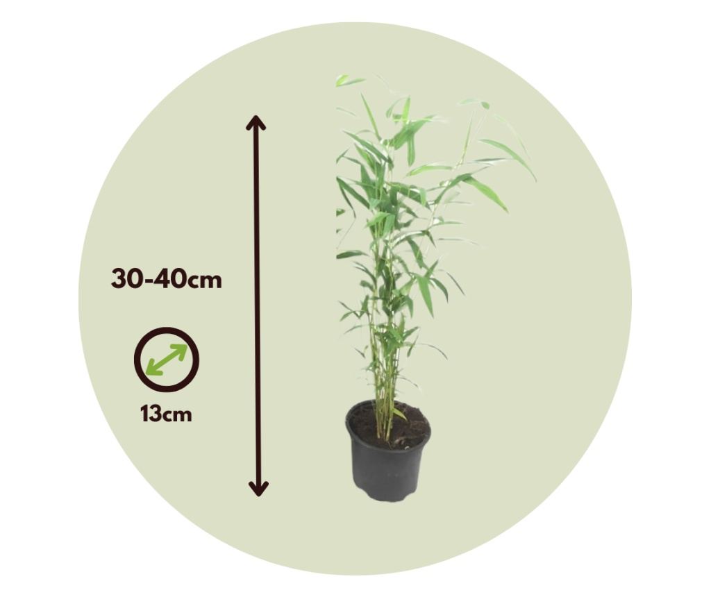 Bambus - 6 szt - Fargesia papyrifera 'Blue Dragon' - W30-40cm - 13cm -  Vivre