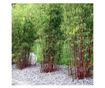 Bambus - 3 kom. - Fargesia scabrida 'Asian Wonder' - Visina 25-40cm - ⌀13cm thumbnail 3