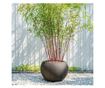 Bambus - 3 kom. - Fargesia scabrida 'Asian Wonder' - Visina 25-40cm - ⌀13cm thumbnail 4