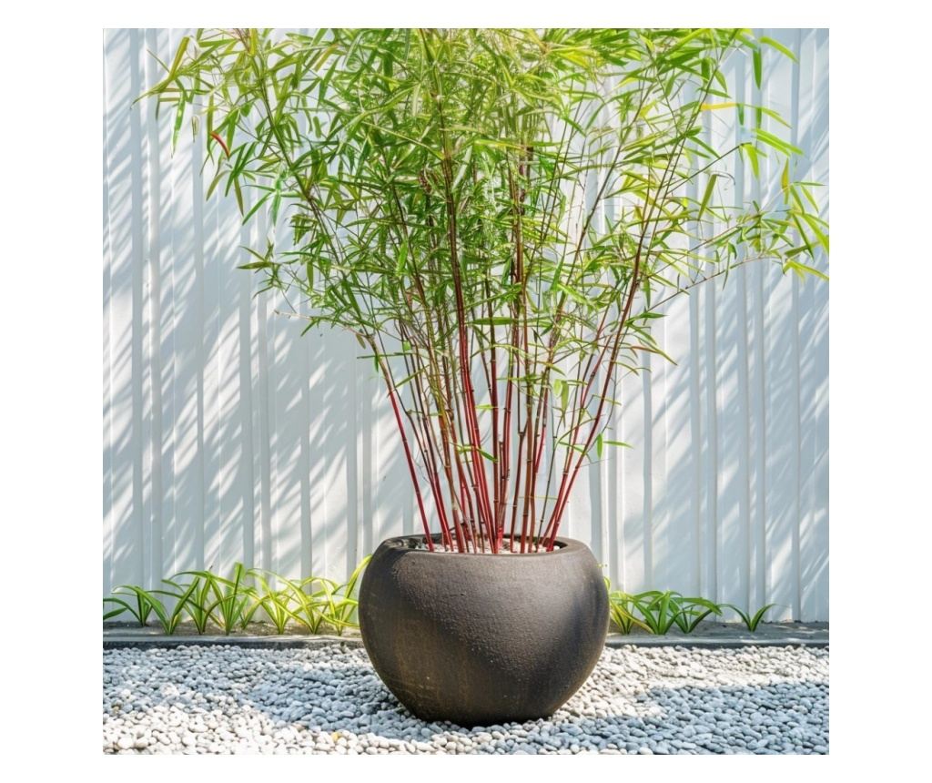 Bambus - 3 kom. - Fargesia scabrida 'Asian Wonder' - Visina 25-40cm - ⌀13cm - 4