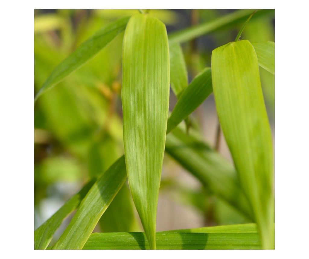 Bambus - 3 kom. - Fargesia scabrida 'Asian Wonder' - Visina 25-40cm - ⌀13cm - 5