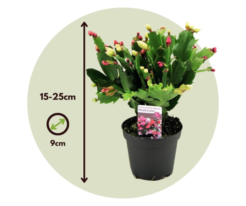 kwiat calathea Calathea Ornata Sanderiana (Pink Pinstripe Plant)
