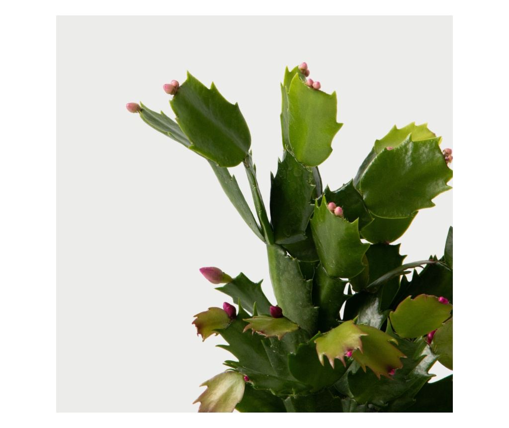 Cactus de Craciun - 6 buc - Schlumbergera 'Tricolor' - nlime 15-25cm -  9cm