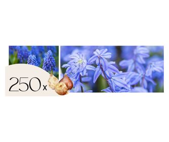 Βολβοί από Ολλανδία - 250 τμχ - Ανθόβολβοι