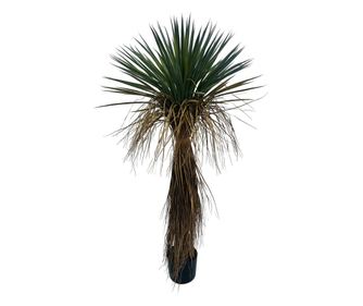 Umjetna biljka juka u posudi 60x60x120v