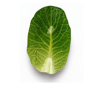 Mísa na salát ARIA FRESH 19x29xh4,5 cm