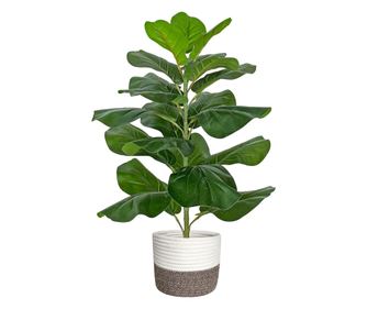 Planta Artificiala Ficus Lyrata – 60 cm, cu ghiveci din plastic si cos decorativ din bumbac