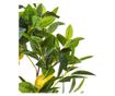 Műnövény LEMON TREE 105 cm Zöld thumbnail 4