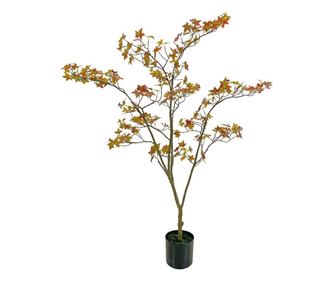 Καφέ Δέντρο σε Γλάστρα - 120 εκ.