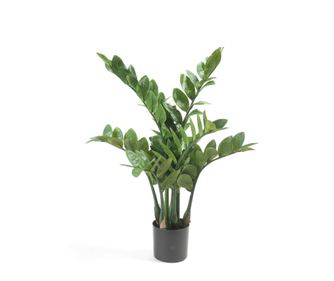 Umetna rastlina Zamioculcas, 70 cm