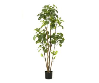 Emerald umetni Polyscias drevo v loncu, 160 cm