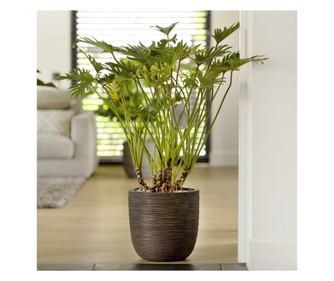 Nature Rib Egg Pot, Тъмно кафяв, 43x41 см