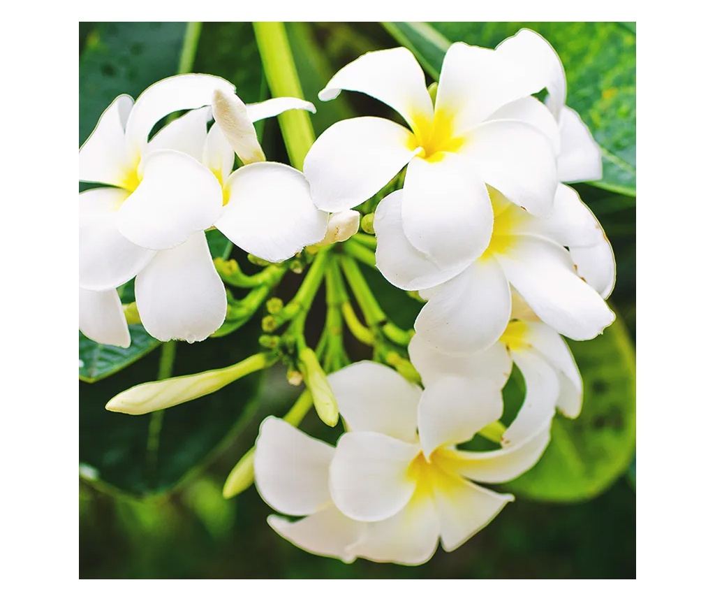 Rezervă pentru difuzor Durance - Monoi Flower 250 ml - 5