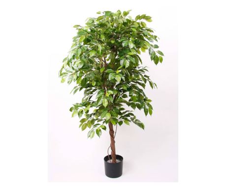 Emerald Deluxe Fikus Penjačica 140 cm u Loncu