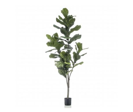 Umjetni Fikus Lyrata Emerald 160 cm