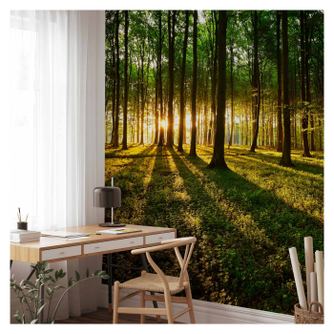 Prémium Fotótapéta - Spring: Morning in the Forest - - 400 x 280 cm