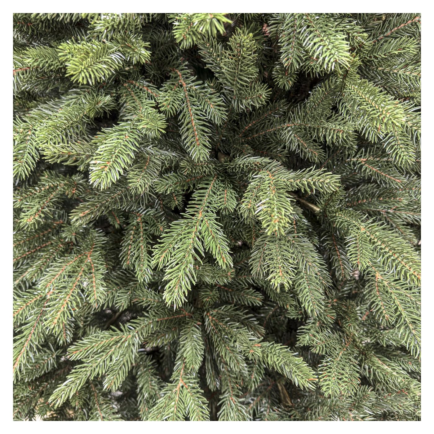 Brad karácsonyfa Deluxe, Alpin Select, integrált 3D, 230cm - 5