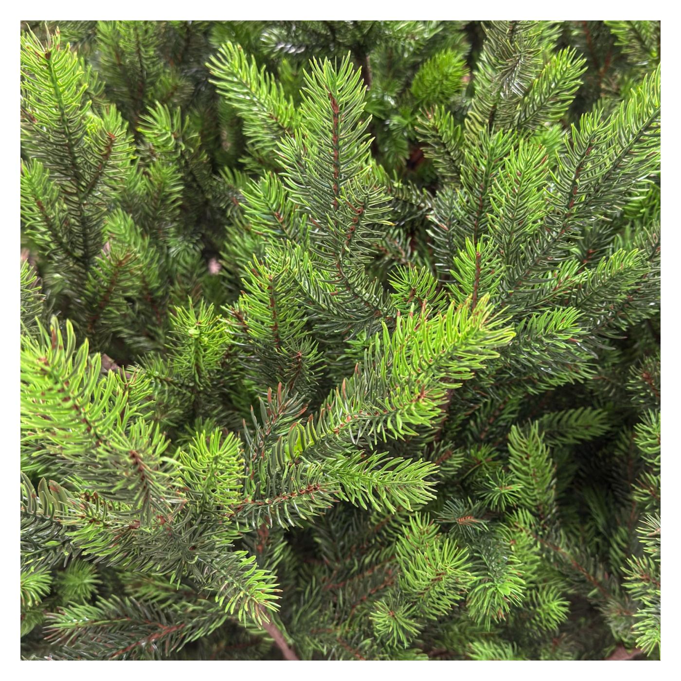 Műkarácsonyfa, Hollandia, Zöld zöld hegyekkel, Teljesen 3D, 230 cm - 5
