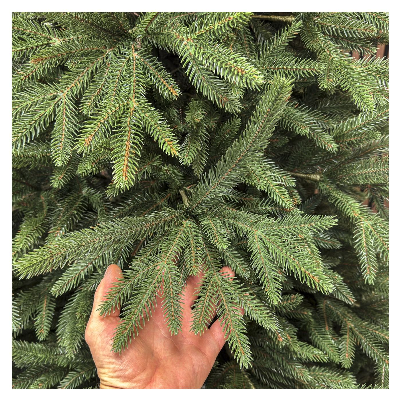 Műfenyő Deluxe, Alpin, Zöld, Full 3D, 250 cm - 7
