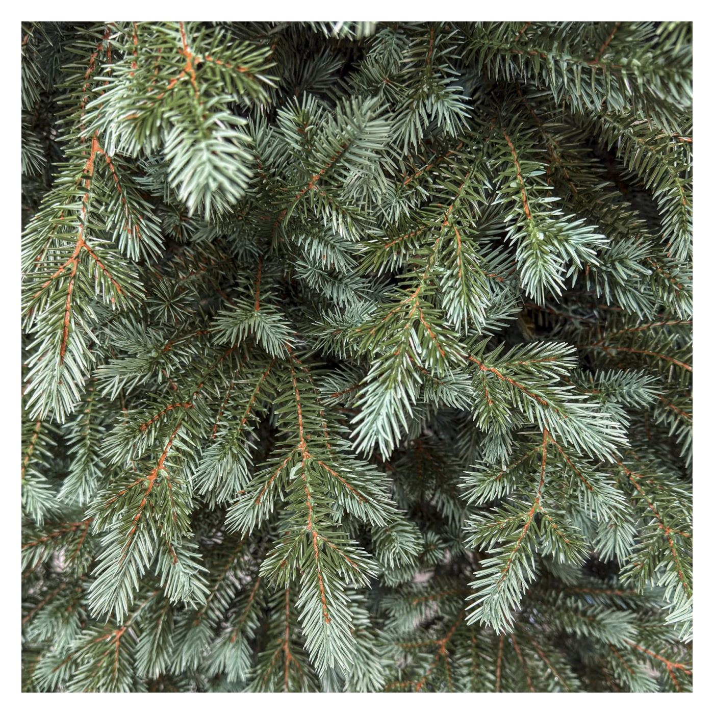 Műkarácsonyfa Deluxe, Alaska Select Ezüst Zöld, Teljesen 3D, 300 cm - 7